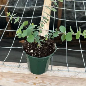Organic Eucalyptus 'Baby Blue' Live Starter Plant 4-8