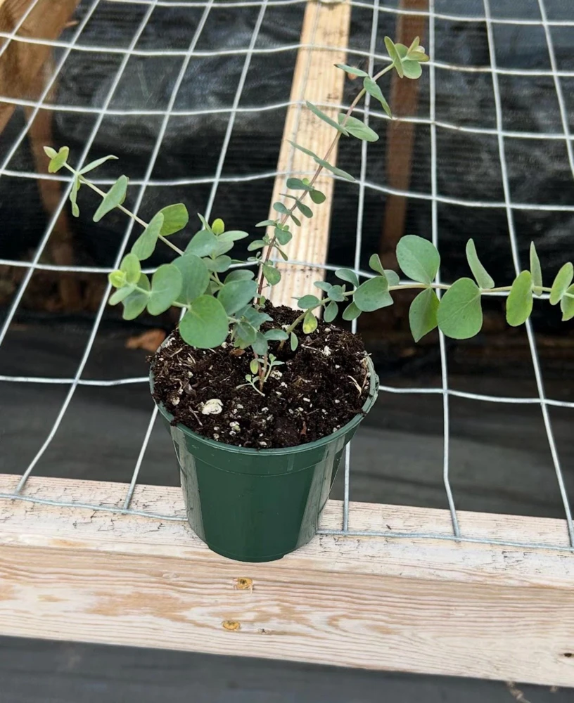 Organic Eucalyptus 'Baby Blue' Live Starter Plant 4-8" Tall Potted - Image 2