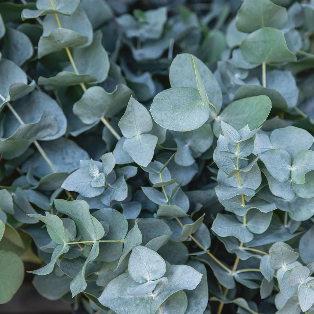 Organic Eucalyptus 'Baby Blue' Live Starter Plant 4-8" Tall Potted - Image 3