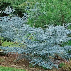 Organic Eucalyptus 'Baby Blue' Live Starter Plant 4-8