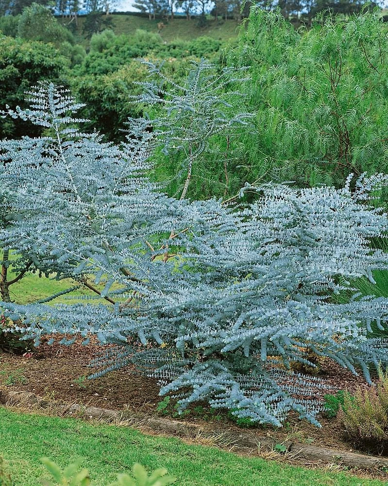 Organic Eucalyptus 'Baby Blue' Live Starter Plant 4-8" Tall Potted - Image 4