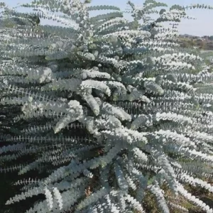 Organic Eucalyptus 'Baby Blue' Live Starter Plant 4-8