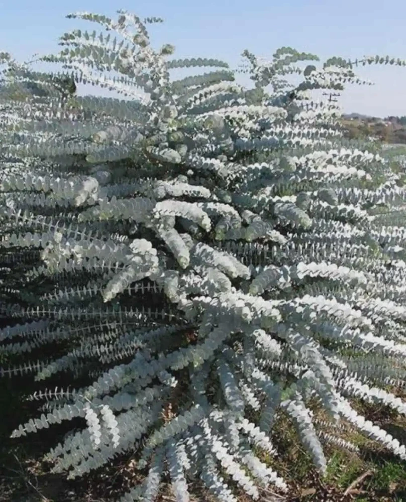 Organic Eucalyptus 'Baby Blue' Live Starter Plant 4-8" Tall Potted - Image 5