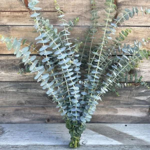 Organic Eucalyptus 'Baby Blue' Live Starter Plant 4-8