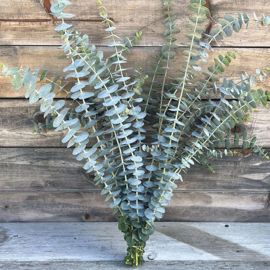 Organic Eucalyptus 'Baby Blue' Live Starter Plant 4-8" Tall Potted - Image 6