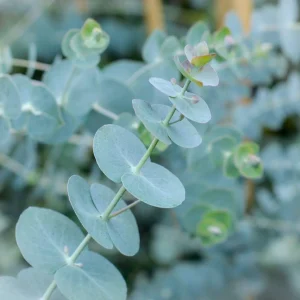 Organic Eucalyptus 'Baby Blue' Live Starter Plant 4-8