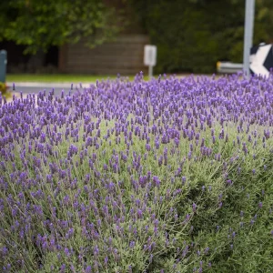 Organic French Lavender Live Plant - Lavandula dentata - 3-6 inch Starter Plant - Image 4
