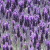 Organic French Lavender Live Plant - Lavandula dentata - 3-6 inch Starter Plant - Image 1