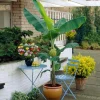 Organic Gran Nain Banana Live Starter Plant - Musa acuminata - 2.5x3.5 inch Pot - Image 1