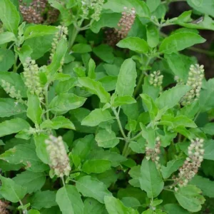 Organic Holy Basil Rama Tulsi Live Plant - Ocimum Tenuiflorum - Starter Plant ~4-8” Tall - Image 1