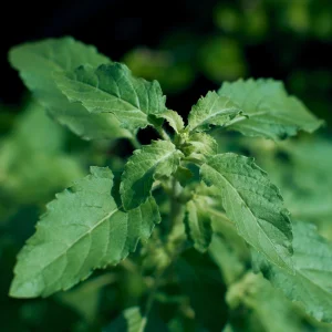 Organic Holy Basil Rama Tulsi Live Plant - Ocimum Tenuiflorum - Starter Plant ~4-8” Tall - Image 3