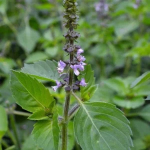 Organic Holy Basil (Tulsi Basil) Live Starter Plant - 5-10 inch, 2.5x3.5 inch Pot - Image 2