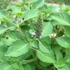 Organic Holy Basil (Tulsi Basil) Live Starter Plant - 5-10 inch, 2.5x3.5 inch Pot - Image 1
