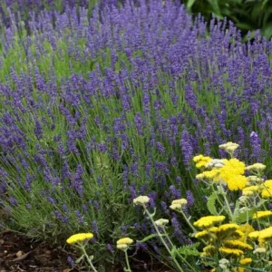 Organic Lavender 'Hidcote' Live Plant – Perennial Herb – 4-6