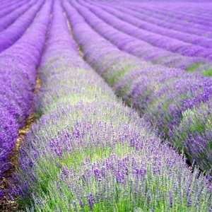 Organic Lavender 'Hidcote' Live Plant – Perennial Herb – 4-6