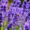 Organic Lavender 'Hidcote' Live Plant – Perennial Herb – 4-6" Starter Plant – Zones 5-9 - Image 1