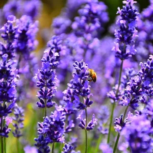 Organic Lavender 'Hidcote' Live Plant – Perennial Herb – 4-6
