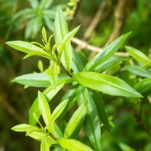 Organic Lemon Verbena Live Plant - Culinary Herb - Starter Plant 2.5x3.5 Inch Pot - Image 2