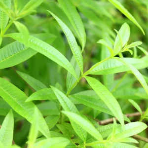 Organic Lemon Verbena Live Plant - Culinary Herb - Starter Plant 2.5x3.5 Inch Pot - Image 3