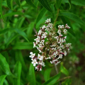 Organic Lemon Verbena Live Plant - Culinary Herb - Starter Plant 2.5x3.5 Inch Pot - Image 5