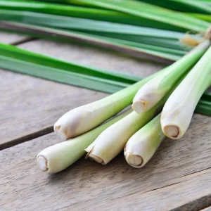 Organic Lemongrass Live Plant Starter - Herb, 4-8