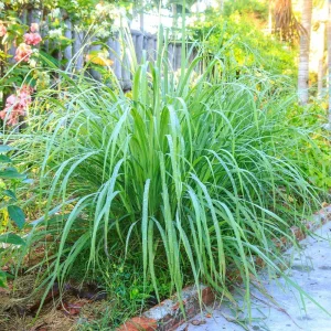 Organic Lemongrass Live Plant Starter - Herb, 4-8