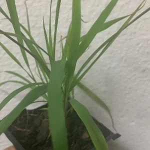 Organic Lemongrass Stalks Live Plugs – Cymbopogon Sereh Plant – Outdoor Herb USDA 7-13 - Image 2