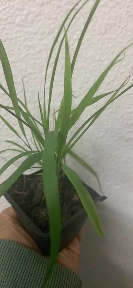 Organic Lemongrass Stalks Live Plugs – Cymbopogon Sereh Plant – Outdoor Herb USDA 7-13 - Image 2