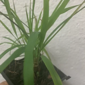 Organic Lemongrass Stalks Live Plugs – Cymbopogon Sereh Plant – Outdoor Herb USDA 7-13 - Image 1