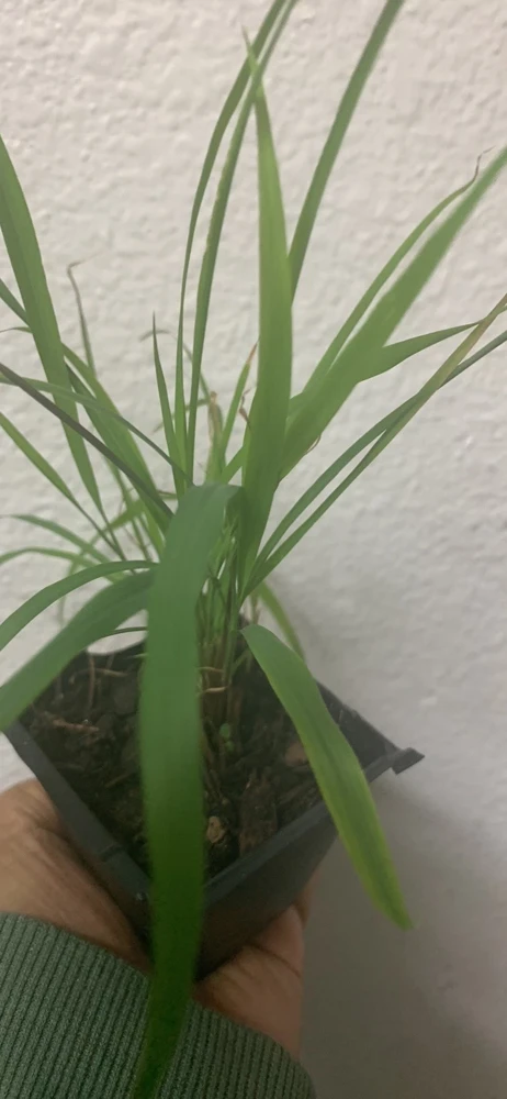 Organic Lemongrass Stalks Live Plugs – Cymbopogon Sereh Plant – Outdoor Herb USDA 7-13 - Image 1