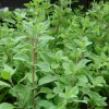 Organic Oregano Live Starter Plant - Origanum vulgare Herb - 3-6" Tall - 2.5"x3.5" Pot - Image 1