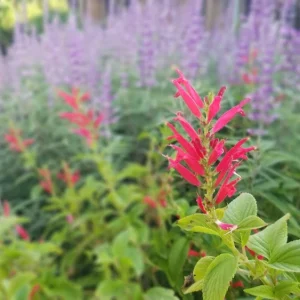 Organic Pineapple Sage Live Plant - Salvia elegans Starter - 4-8 inch Tall - Image 2