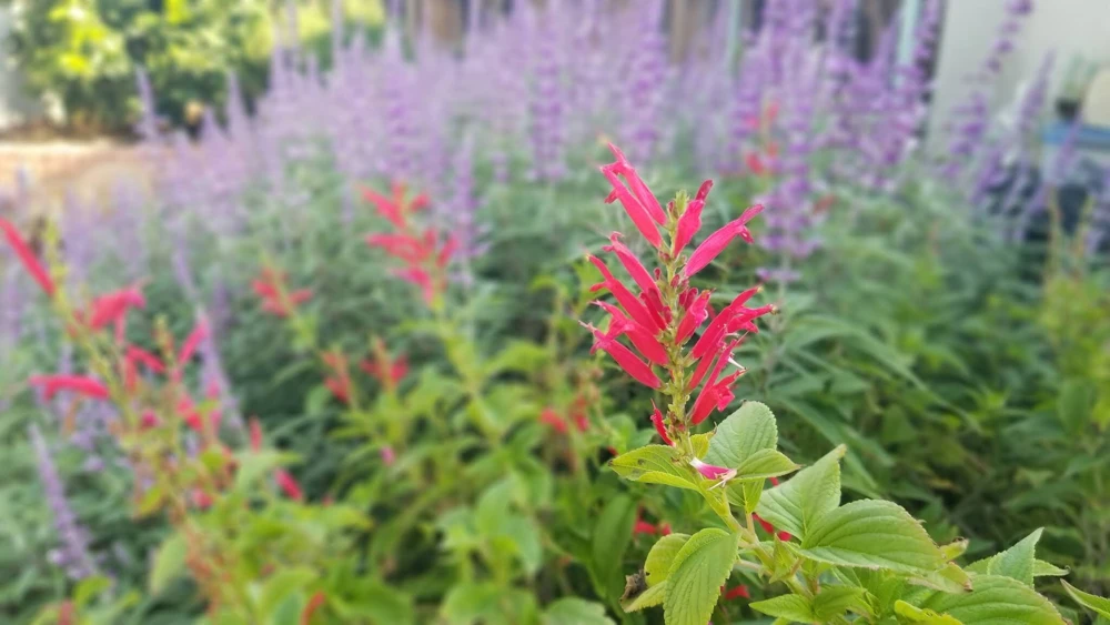 Organic Pineapple Sage Live Plant - Salvia elegans Starter - 4-8 inch Tall - Image 2