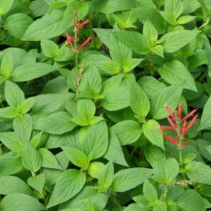 Organic Pineapple Sage Live Plant - Salvia elegans Starter - 4-8 inch Tall - Image 3