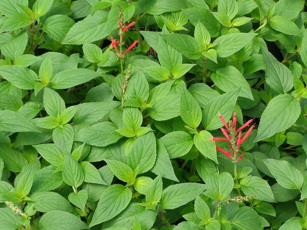 Organic Pineapple Sage Live Plant - Salvia elegans Starter - 4-8 inch Tall - Image 3