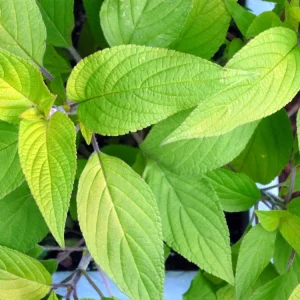 Organic Pineapple Sage Live Plant - Salvia elegans Starter - 4-8 inch Tall - Image 4