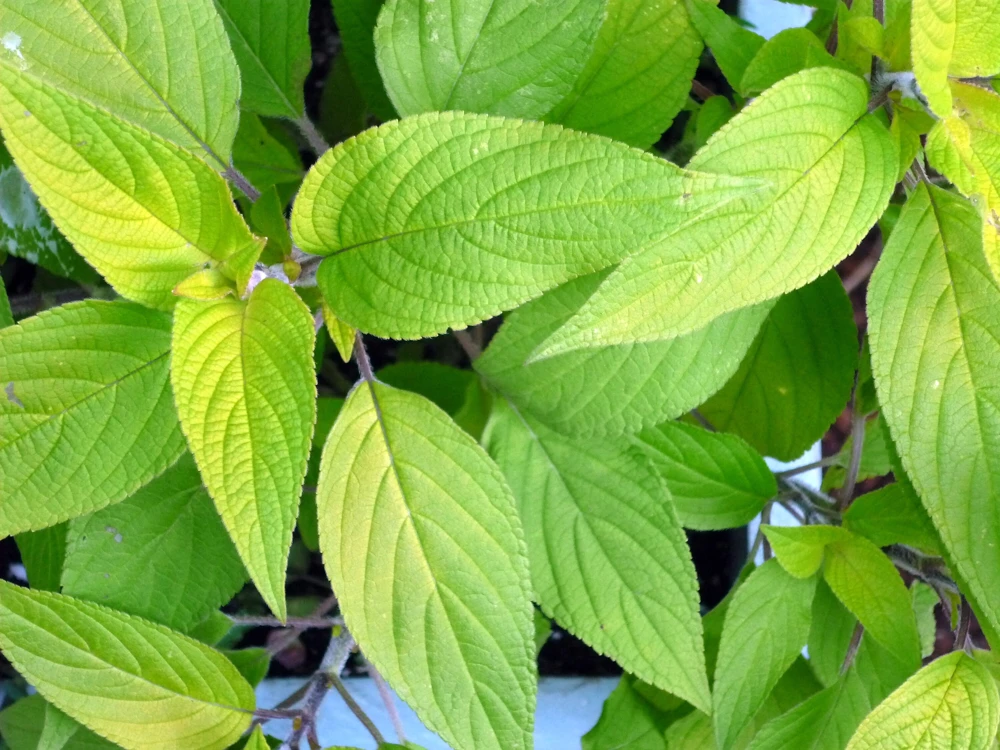 Organic Pineapple Sage Live Plant - Salvia elegans Starter - 4-8 inch Tall - Image 4
