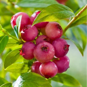 Organic Pink Lemonade Blueberry Live Plant – 2.5x3.5in Pot – Outdoor Edible - Image 2