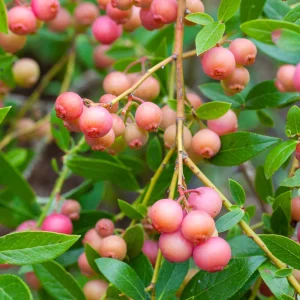 Organic Pink Lemonade Blueberry Live Plant – 2.5x3.5in Pot – Outdoor Edible - Image 4