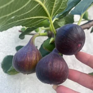 Organic Purple Fig Plant Seedling Live Plant - 6 inch Pot - 1-2 Years Old - Image 2