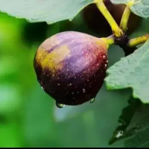 Organic Purple Fig Plant Seedling Live Plant - 6 inch Pot - 1-2 Years Old - Image 3