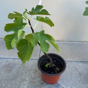 Organic Purple Fig Plant Seedling Live Plant - 6 inch Pot - 1-2 Years Old - Image 4
