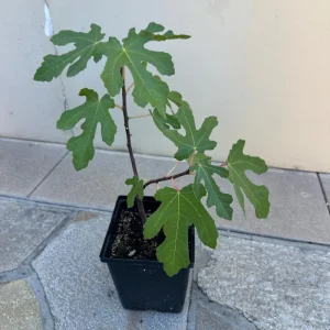 Organic Purple Fig Plant Seedling Live Plant - 6 inch Pot - 1-2 Years Old - Image 5