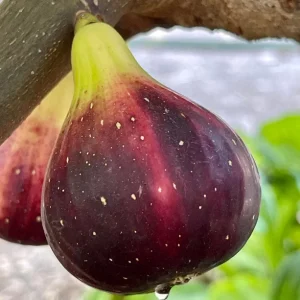 Organic Purple Fig Plant Seedling Live Plant - 6 inch Pot - 1-2 Years Old - Image 1