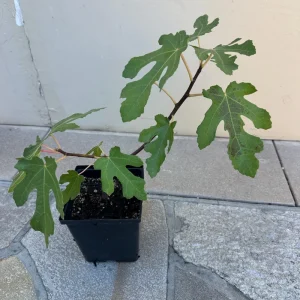 Organic Purple Fig Plant Seedling Live Plant - 6 inch Pot - 1-2 Years Old - Image 6
