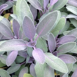Organic Purple Garden Sage Live Plant - Salvia officinalis 'Purpurascens' - Culinary Herb - Starter Plant 3-6