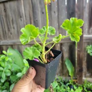 Organic Red Geranium Live Plant - 2 Inch Pot - Flowering Pelargonium - Image 2