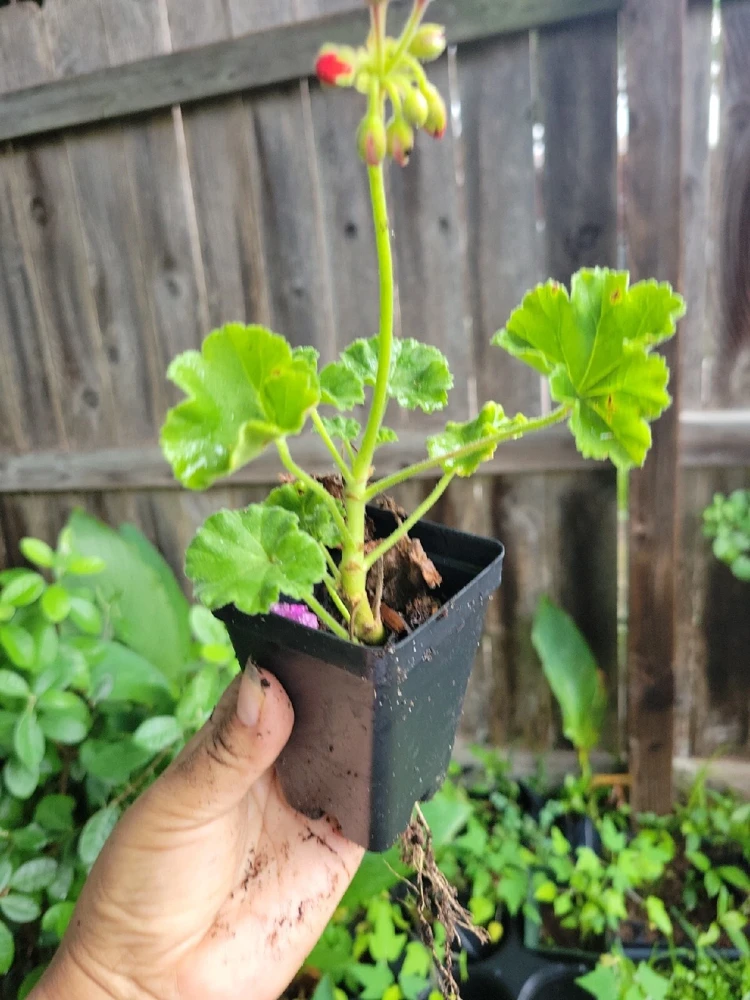 Organic Red Geranium Live Plant - 2 Inch Pot - Flowering Pelargonium - Image 2