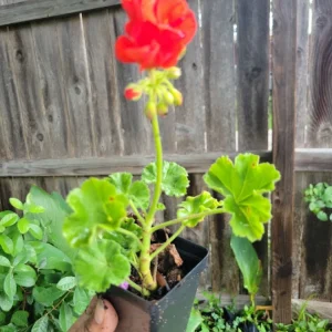 Organic Red Geranium Live Plant - 2 Inch Pot - Flowering Pelargonium - Image 3