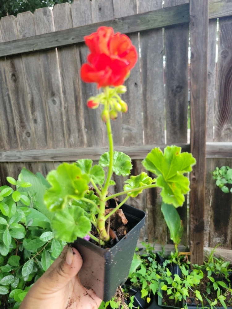 Organic Red Geranium Live Plant - 2 Inch Pot - Flowering Pelargonium - Image 3